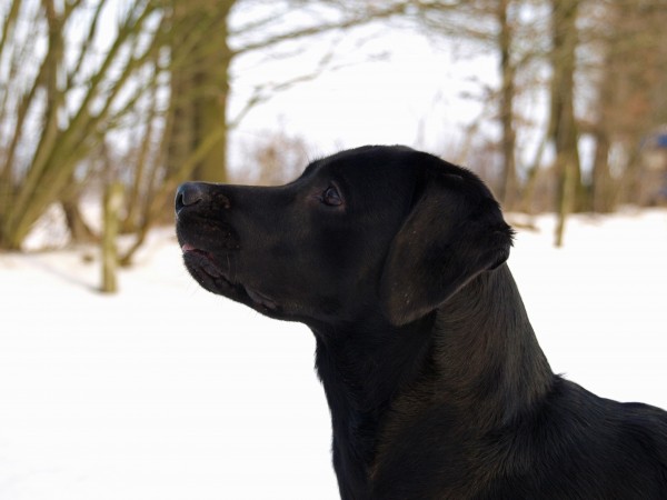 hund portraet i sneen