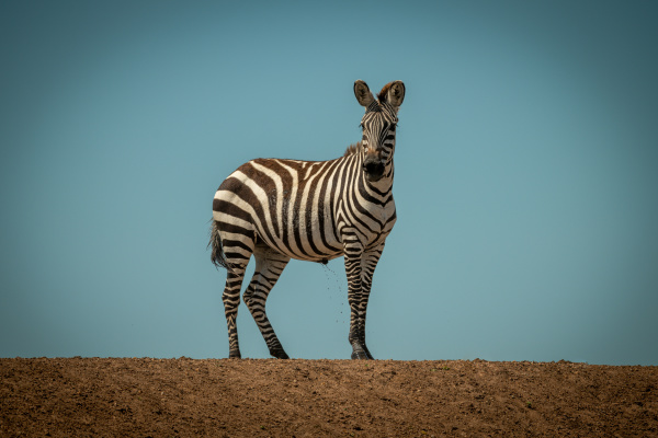 plains, zebra, stands, urinating, on, sunlit - 28257545