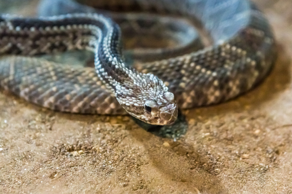 Rattlesnake Crotalus Atrox. Western Diamondback. - Stockphoto #28396348 ...