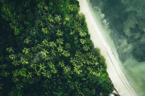luftfoto af palmer pa stranden i