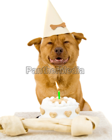 Dekorative Walter Cunningham ihærdige Hund Tillykke med fødselsdagen - Royalty Free Image #1410473 | PantherMedia  Billedbureau