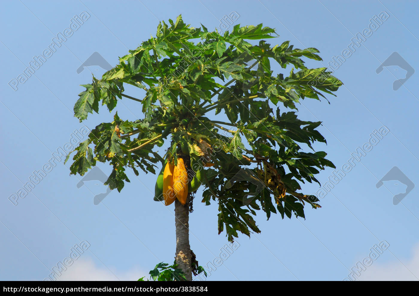 Papaya Trae Stockphoto 3838584 Panthermedia Billedbureau