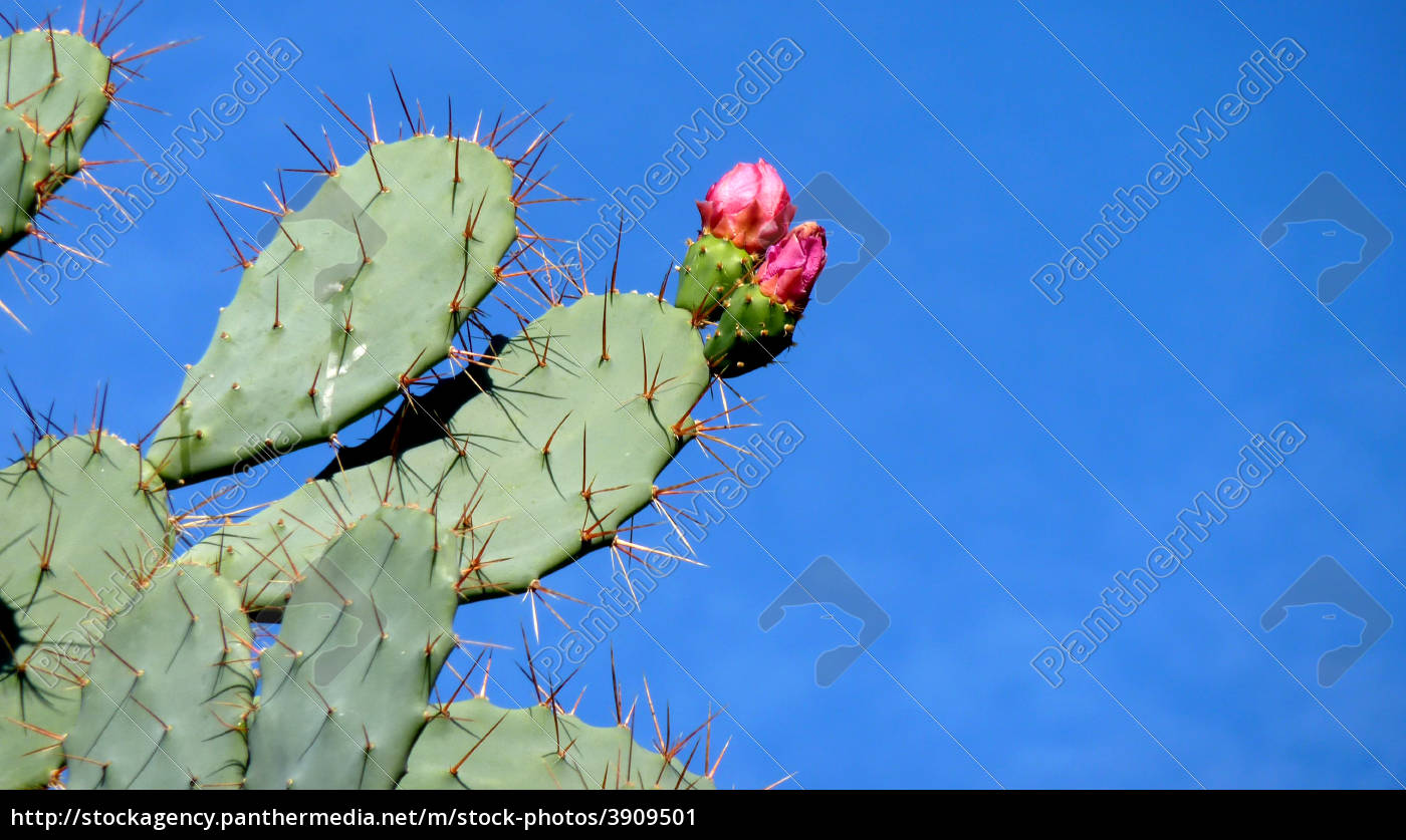 Kaktus Blomst Stockphoto 3909501 Panthermedia Billedbureau