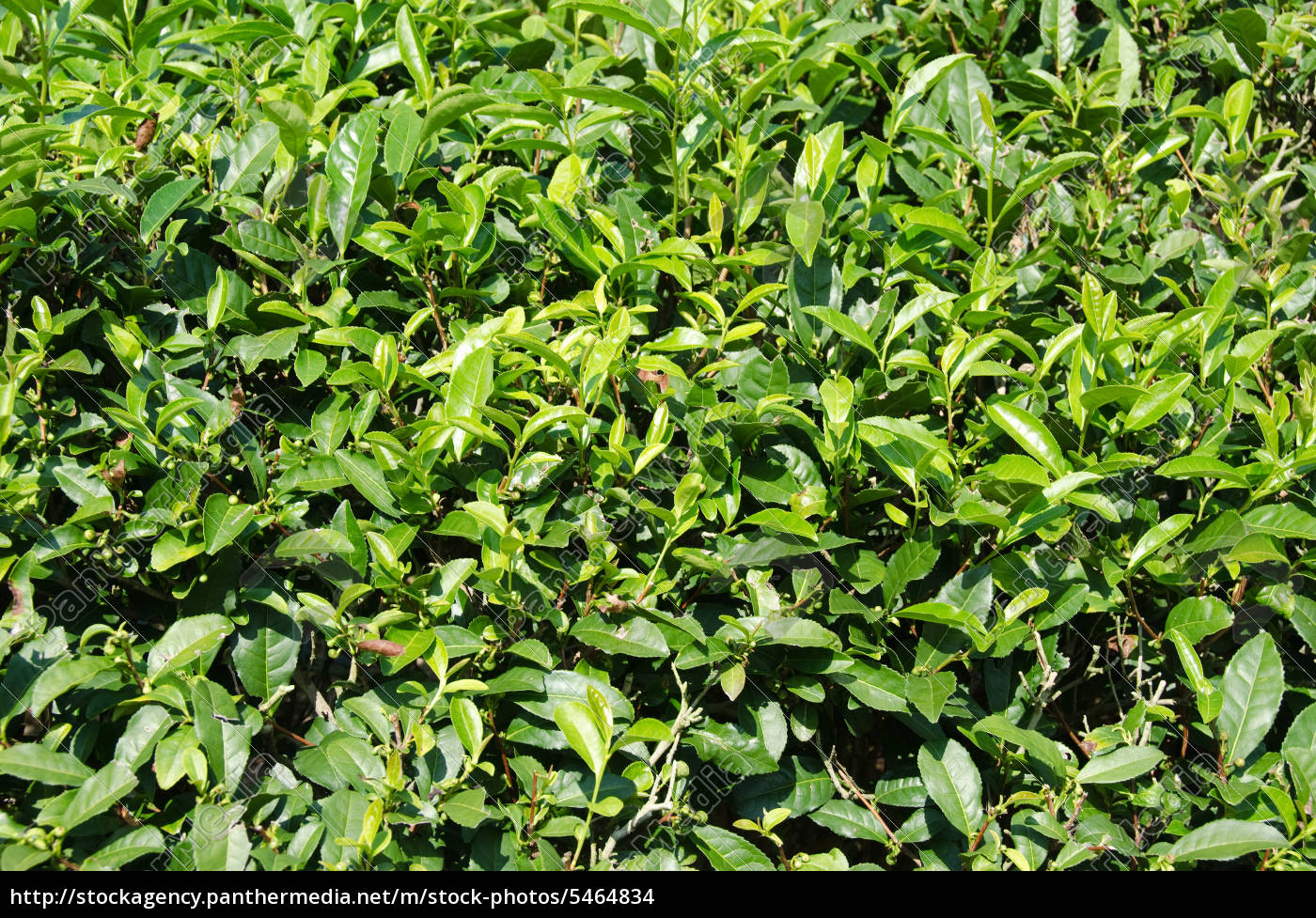 Japansk grøn te - Stockphoto #5464834 | PantherMedia Billedbureau