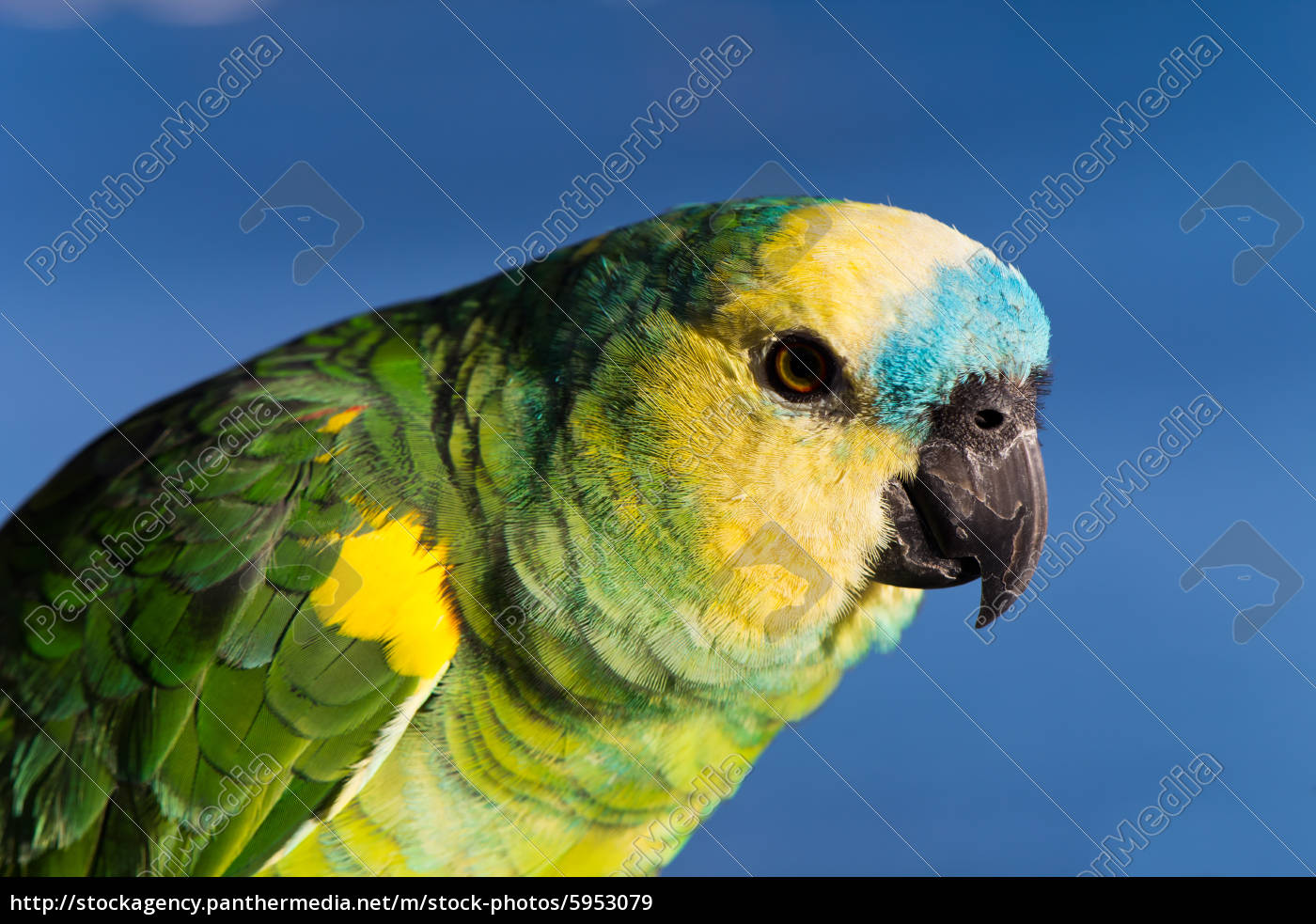 ara papegøje - Royalty Free Image - | PantherMedia Billedbureau