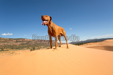 i ørkenen - Stockphoto #12434800 PantherMedia Billedbureau
