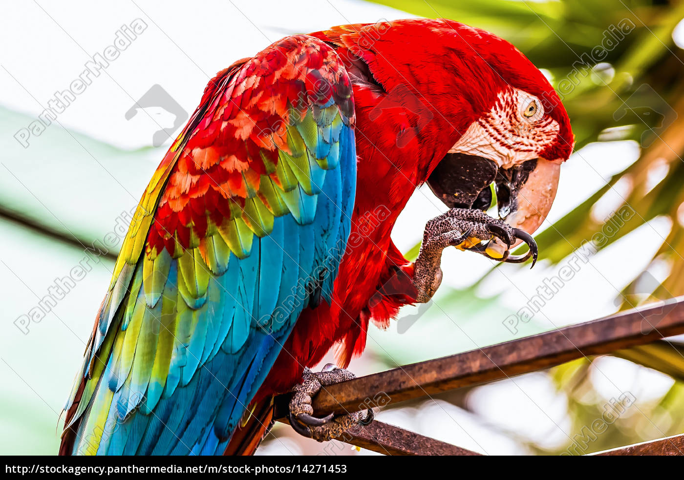 Rød ara eller Ara papegøje - Stockphoto - | PantherMedia Billedbureau