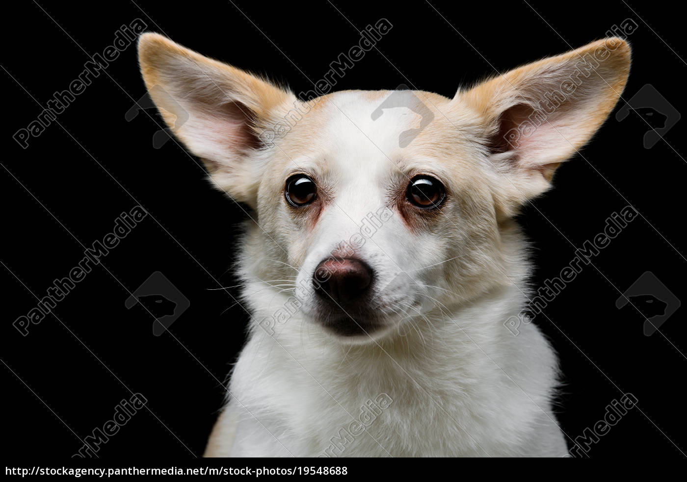 Metis hund over sort baggrund - Stockphoto 19548688 | PantherMedia  Billedbureau