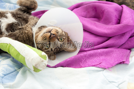 brækket skinne kat - Stockphoto #20375811 | PantherMedia Billedbureau