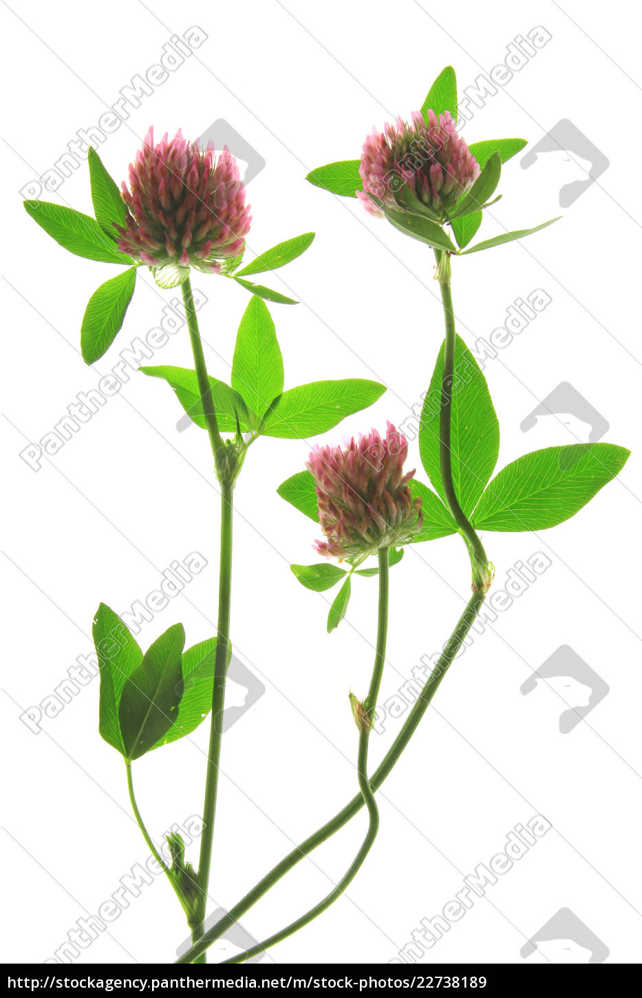 rødkløver trifolium pratense plante - Royalty Free Image #22738189 | PantherMedia Billedbureau