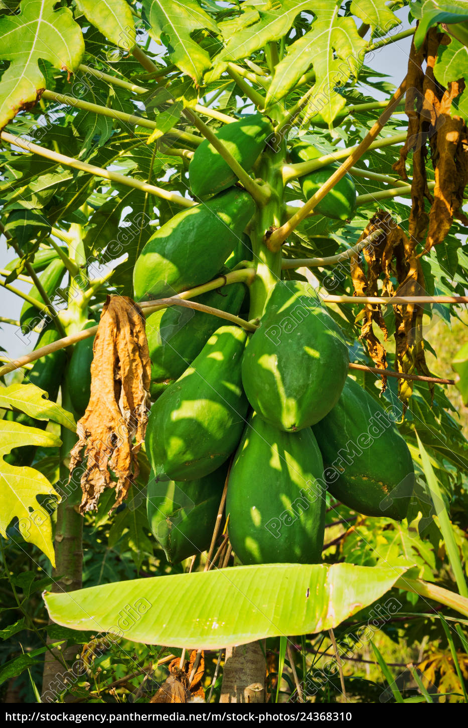 Papaya Trae Med Frugt Stockphoto 24368310 Panthermedia Billedbureau