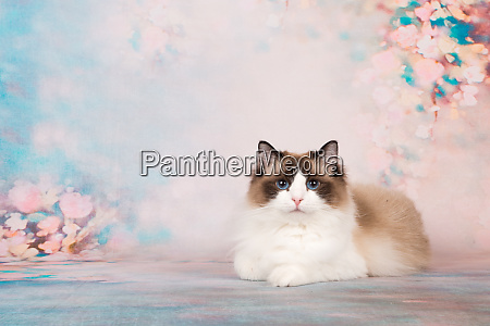 pretty kludedukke kat ligger i romantisk - Stockphoto #26040166 | PantherMedia