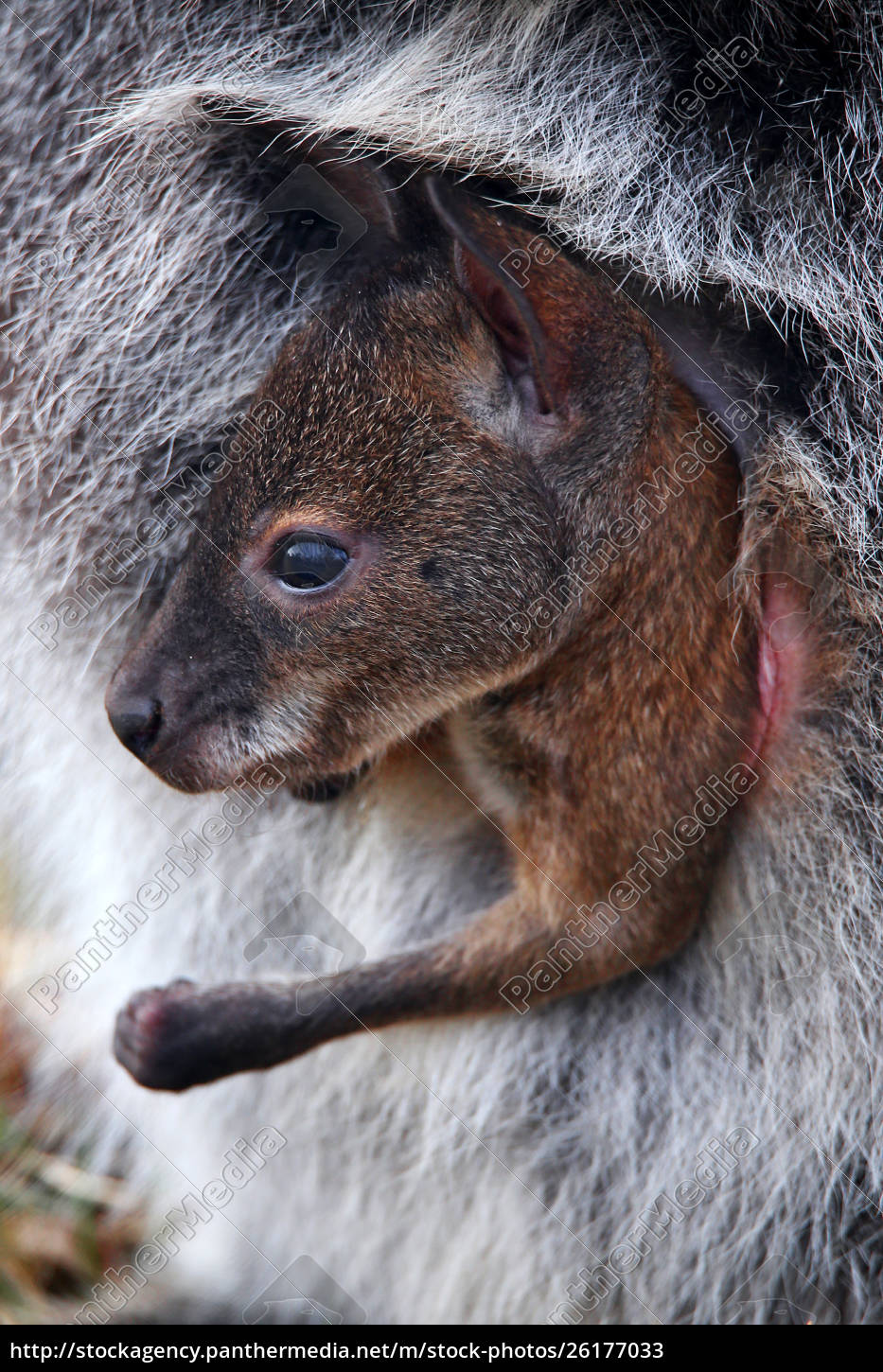 Kangaroo Baby Joey I Mors Pose Rod Nwallaby Macropus Royalty Free Image 26177033 Panthermedia Billedbureau