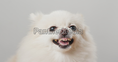 Hvid hund føler sig vred - Stockphoto #26693468 | PantherMedia Billedbureau