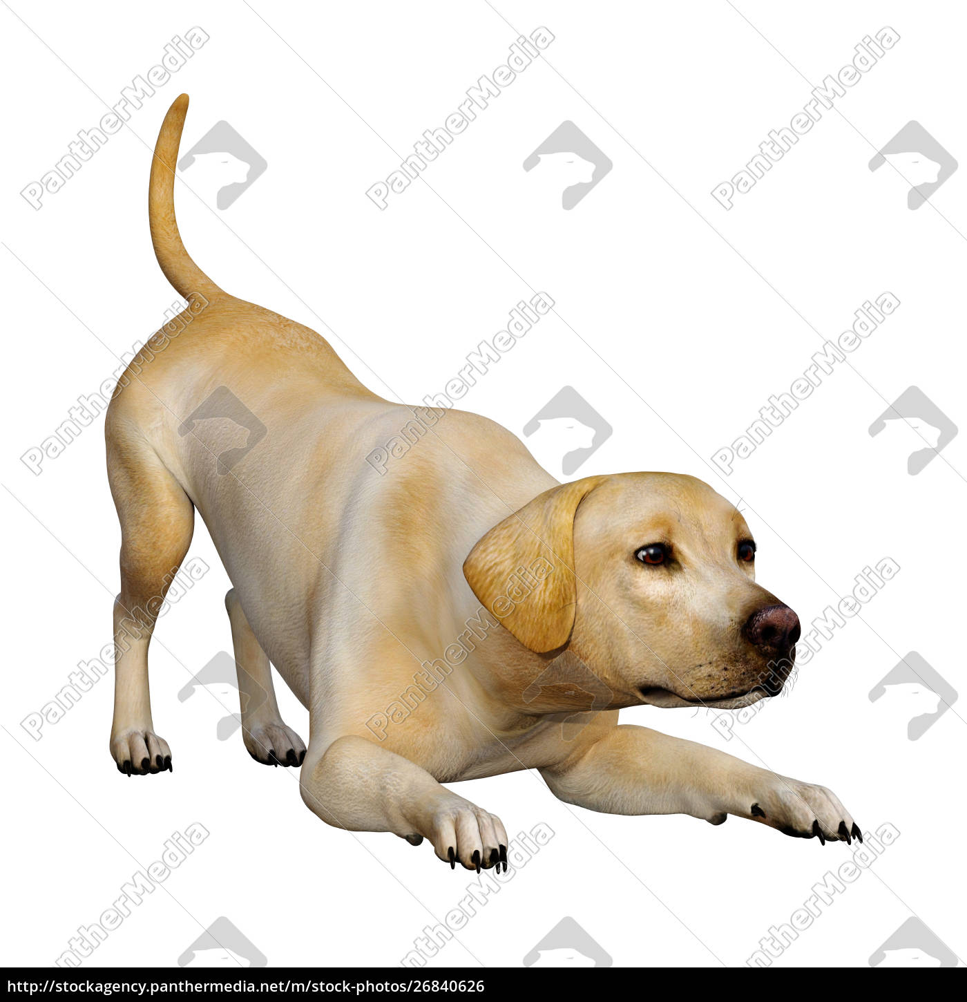 Literacy Kortfattet Morgenøvelser 3D rendering Labrador hund på hvid - Stockphoto #26840626 | PantherMedia  Billedbureau